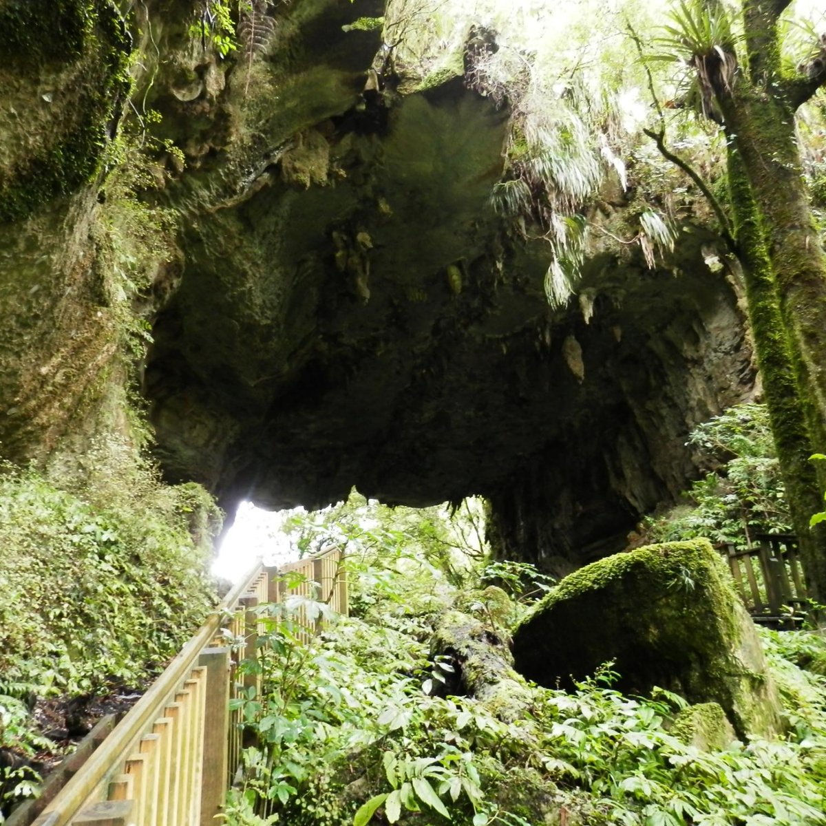 Mangapohue Natural Bridge Walk (Waitomo Caves): All You Need to Know