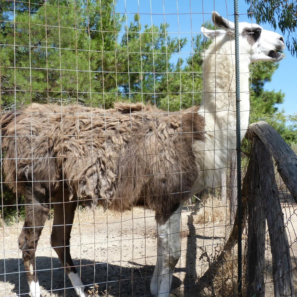 mobile petting zoo