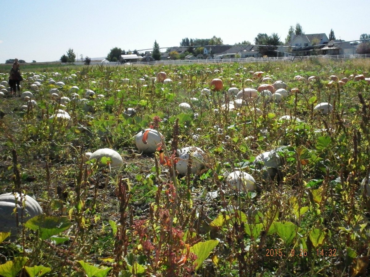 Sunflowers in September at Linder Farms in Meridian, Idaho