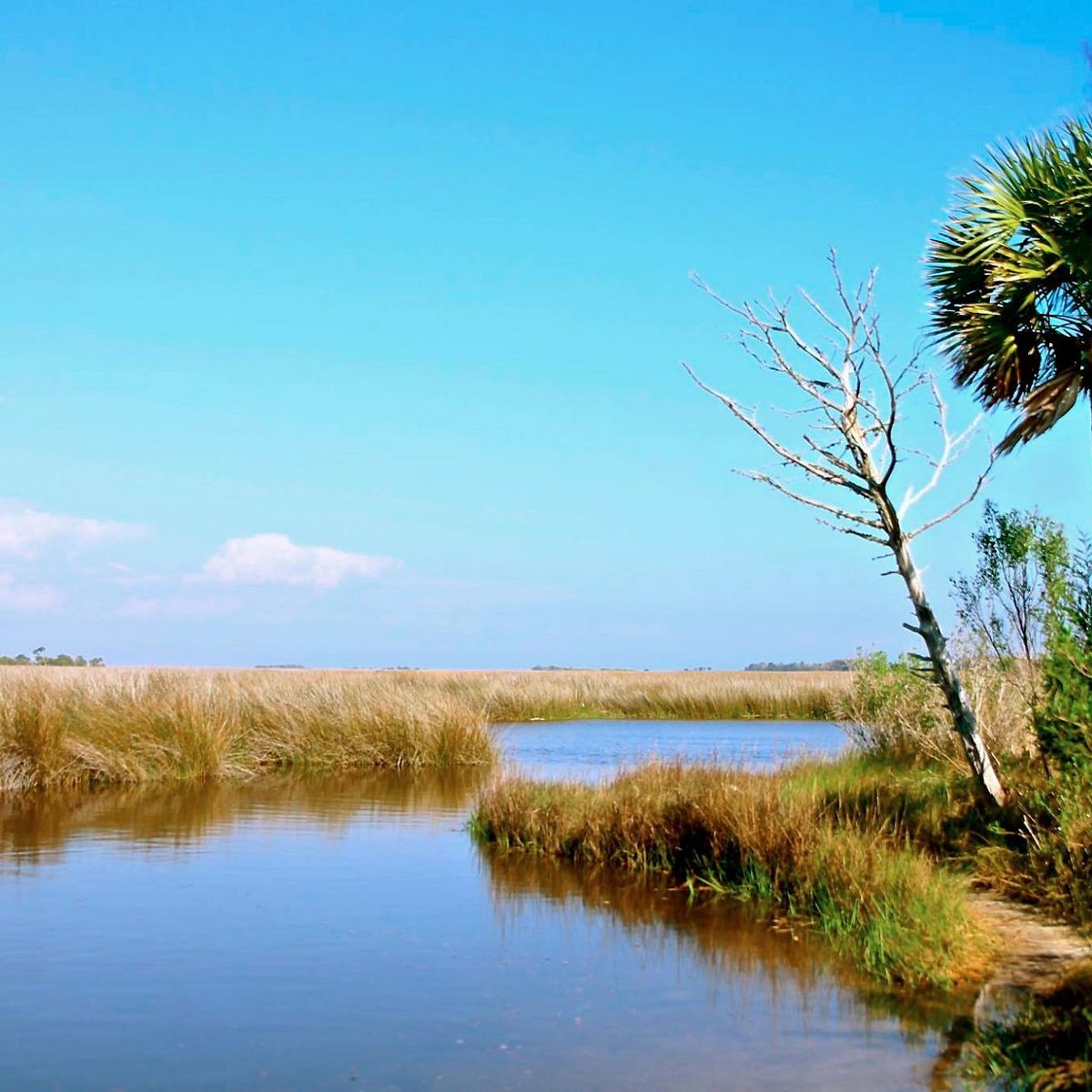 st-marks-national-wildlife-refuge-tallahassee-lo-que-se-debe-saber