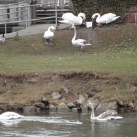 パークでは白鳥や水鳥、リス等の小動物が自然な形で生活しています