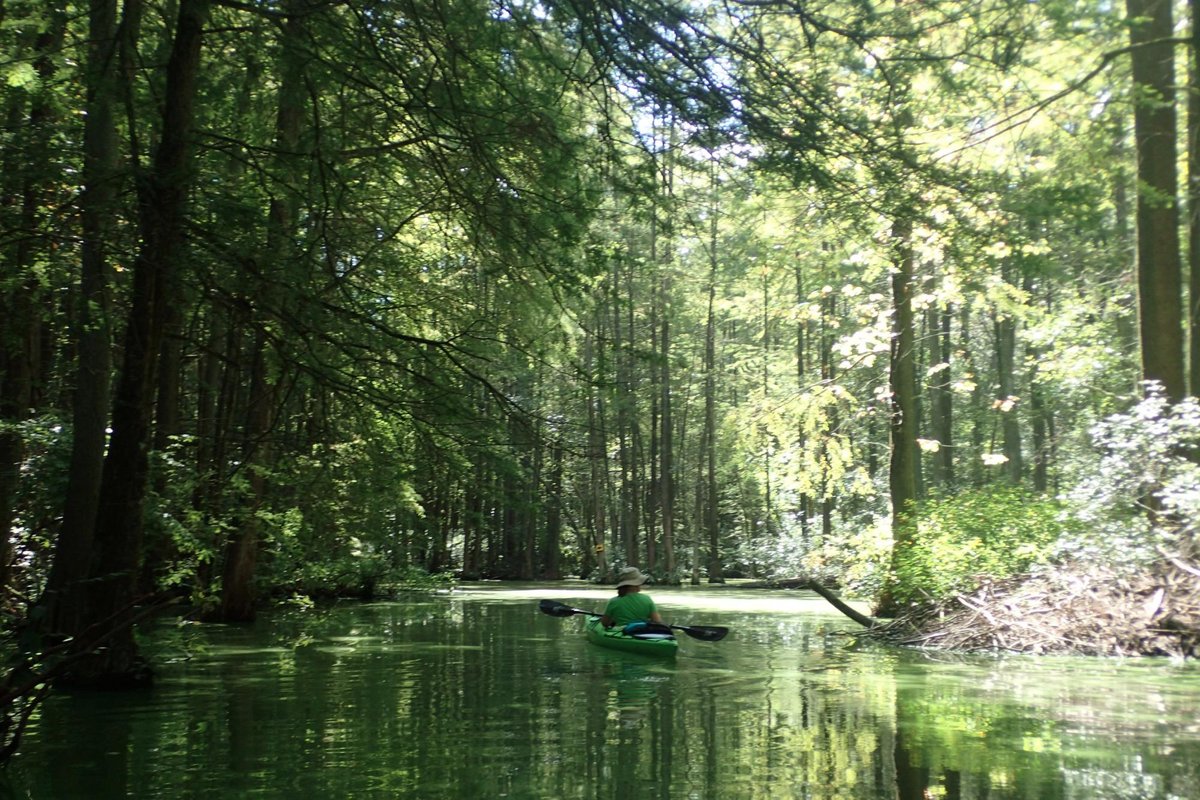 Escape to Enchantment: Delaware's Hidden Gem, Trap Pond State Park