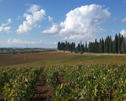 The 10 Best Italy Wineries And Vineyards Updated 2024 Tripadvisor 9720