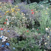 Wildflowers in the Priory Garden