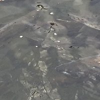 SALMON HOLDING
