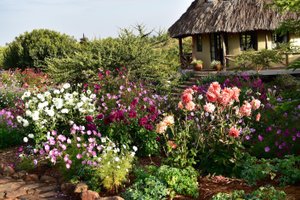 Phòng & Phòng Suite
