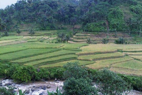RM Kujang Tasikmalaya