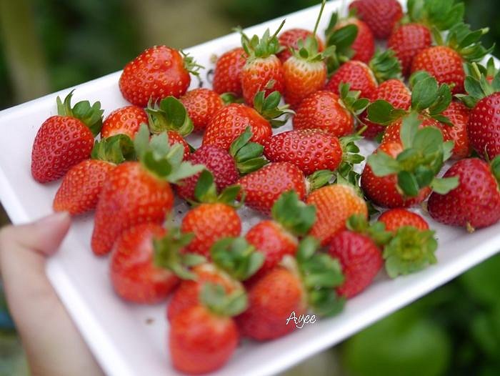EQ Strawberry Farm image