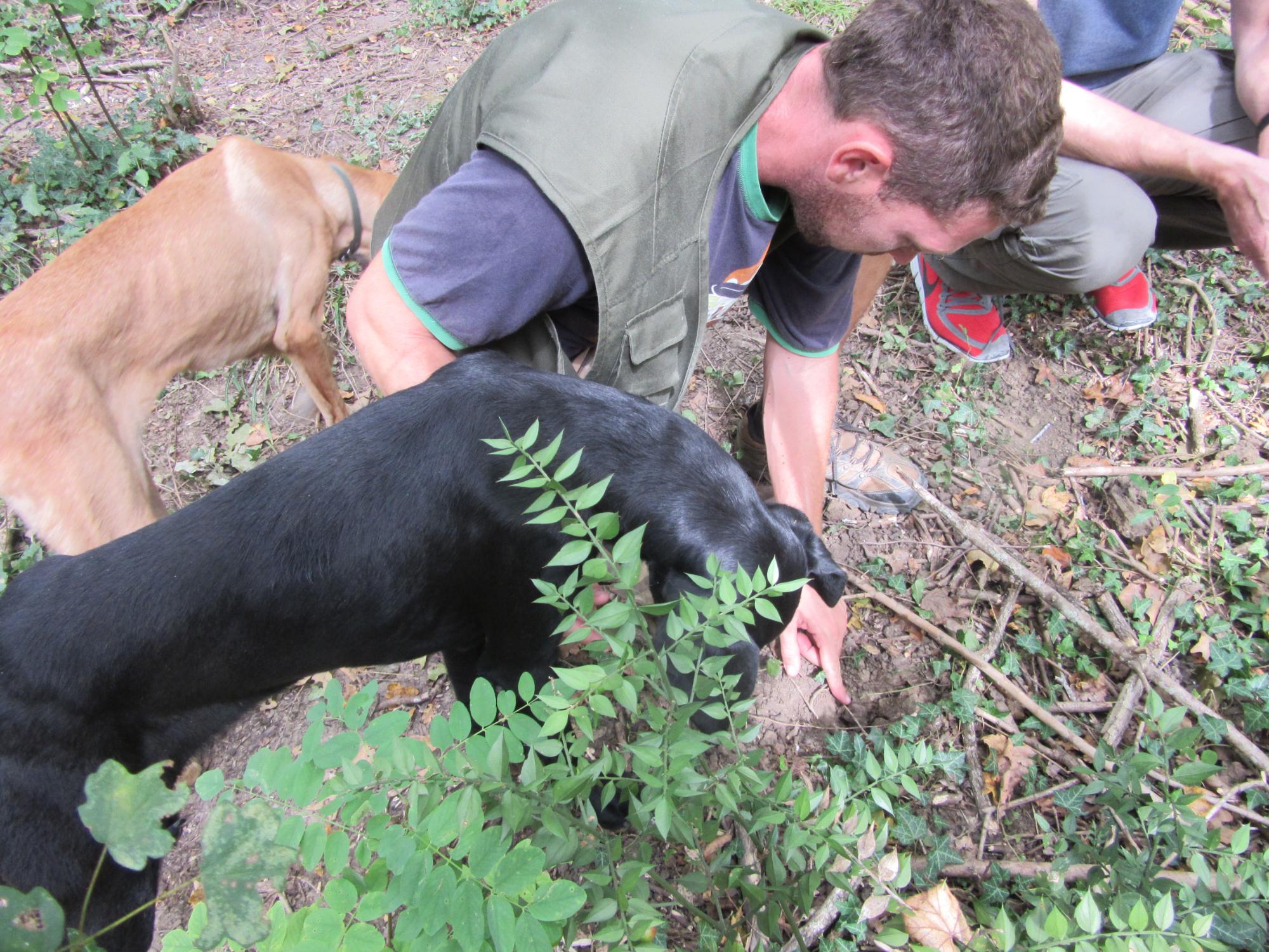 Truffle Hunting - All You Need To Know BEFORE You Go (2024)