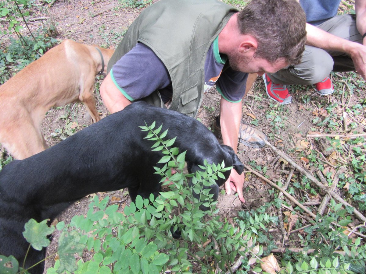 TRUFFLE HUNTING (Motovun): Ce qu'il faut savoir pour votre visite (avec ...