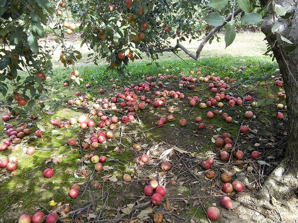 ANDERSON ORCHARD (Mooresville) Tutto quello che c'è da sapere