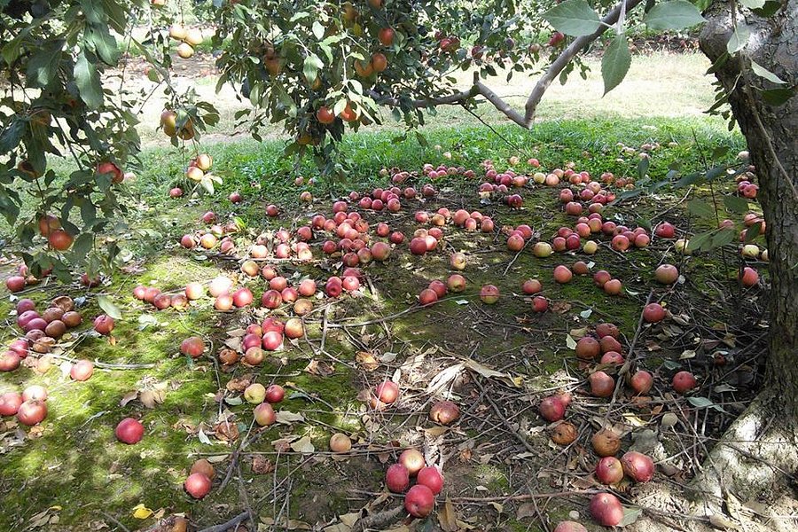 Anderson Orchard image