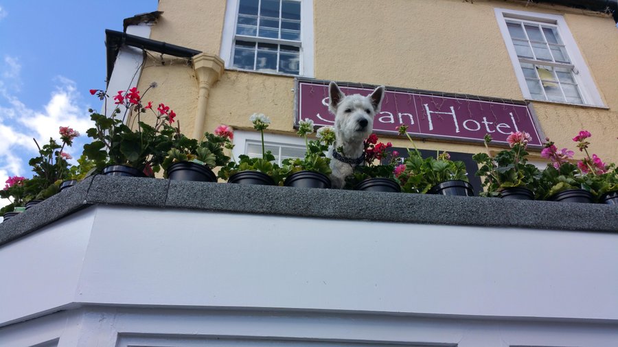 Dog friendly Hotel Hamish being nosey