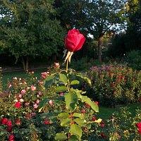 Rosengarten