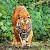 Goyal_Anupam