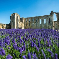 Les vestiges de la cathédrale de l'abbaye de Maillezais - CG85