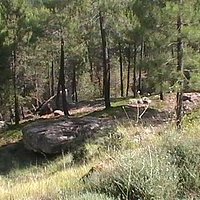 Pinares del Ródeno