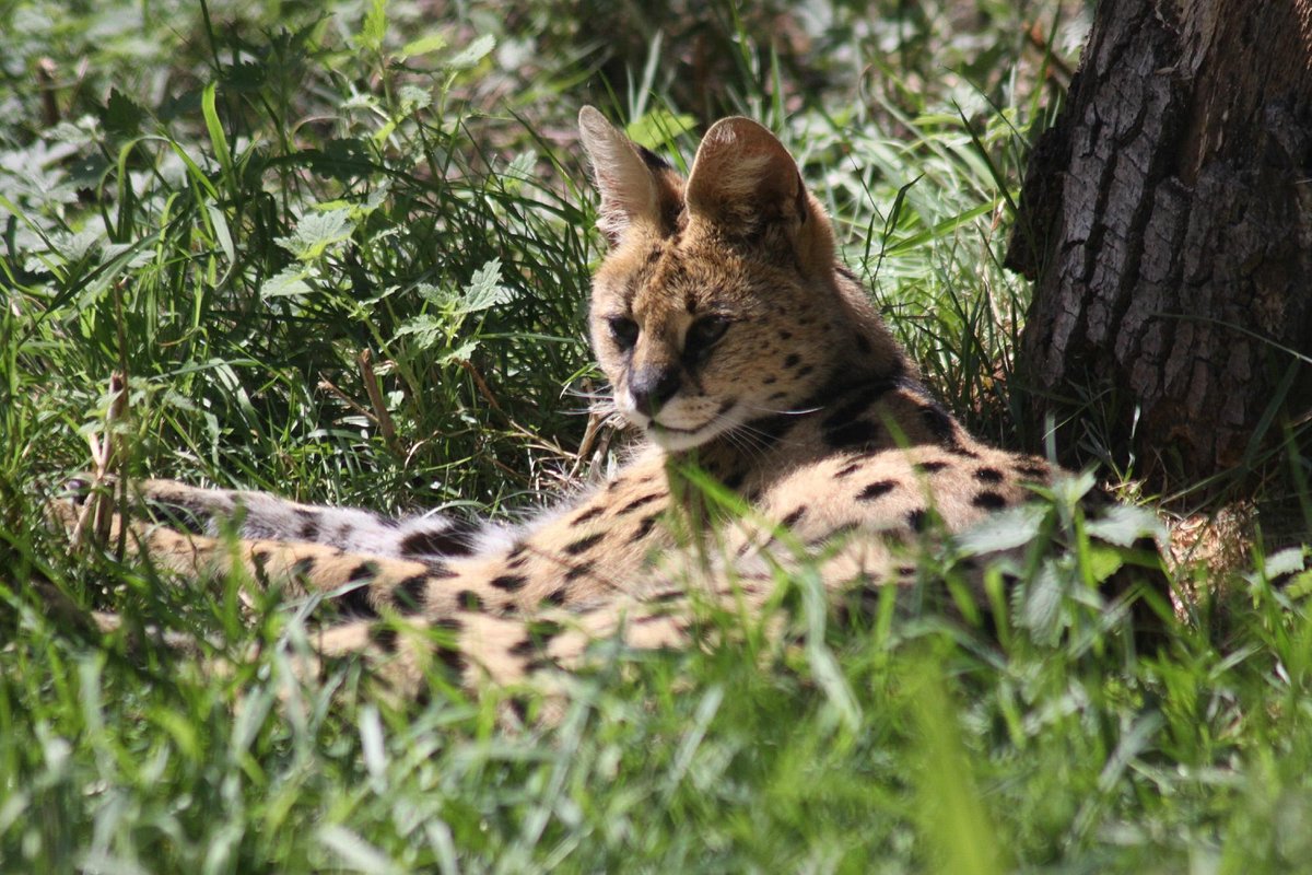 Axe Valley Wildlife Park, Аксминстер: лучшие советы перед посещением -  Tripadvisor