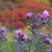 Fall flowers at the Owen Conservancy