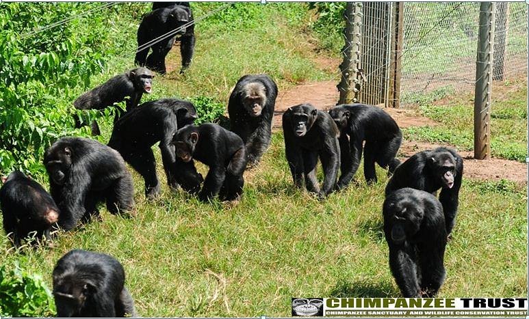 Ngamba Island Chimpanzee Sanctuary image