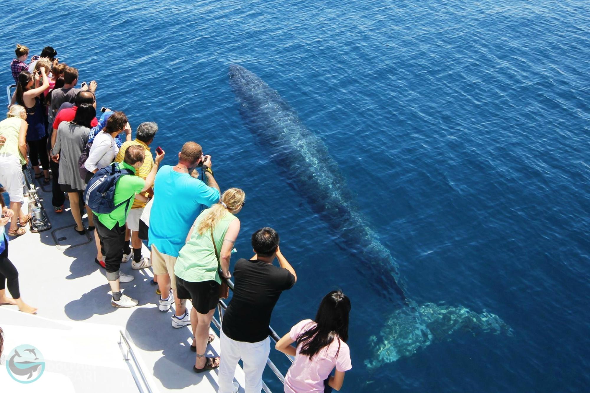 AUCKLAND WHALE & DOLPHIN SAFARI: Tutto Quello Che C'è Da Sapere