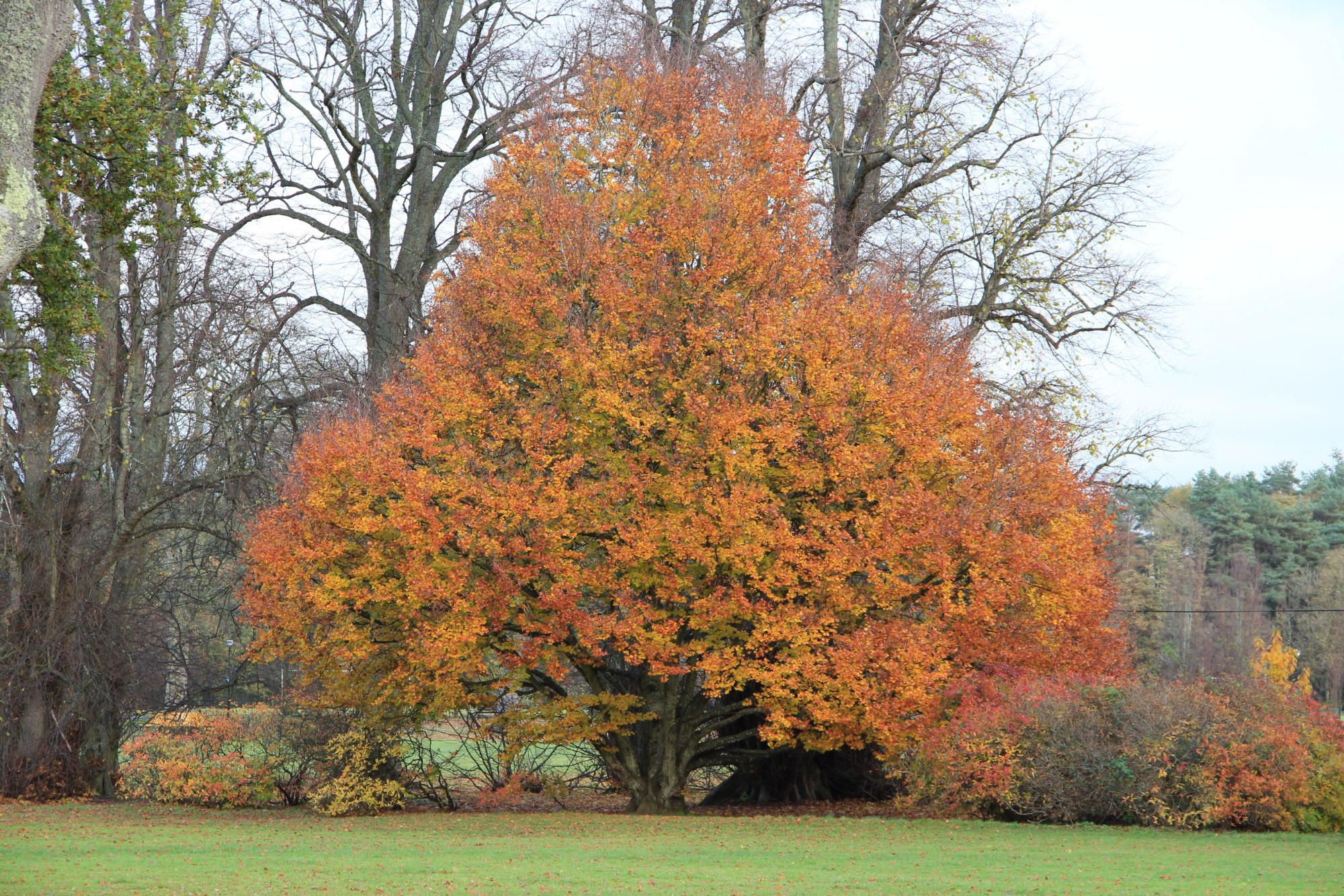 Rozelle Park (Ayr) - All You Need To Know BEFORE You Go