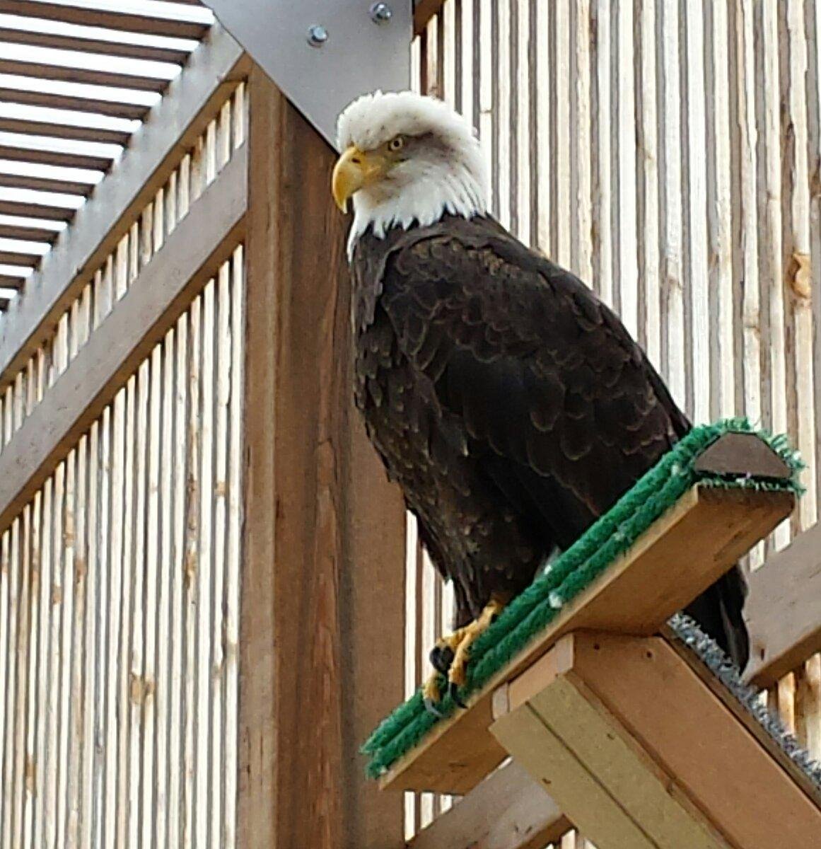 2001  The Pecan Park Eagle