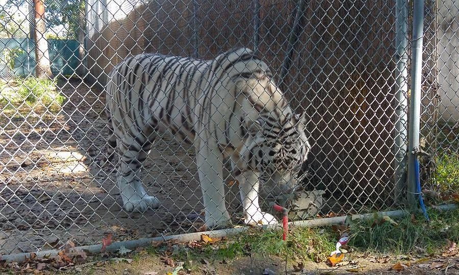 Tiger World image