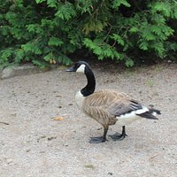wildlife