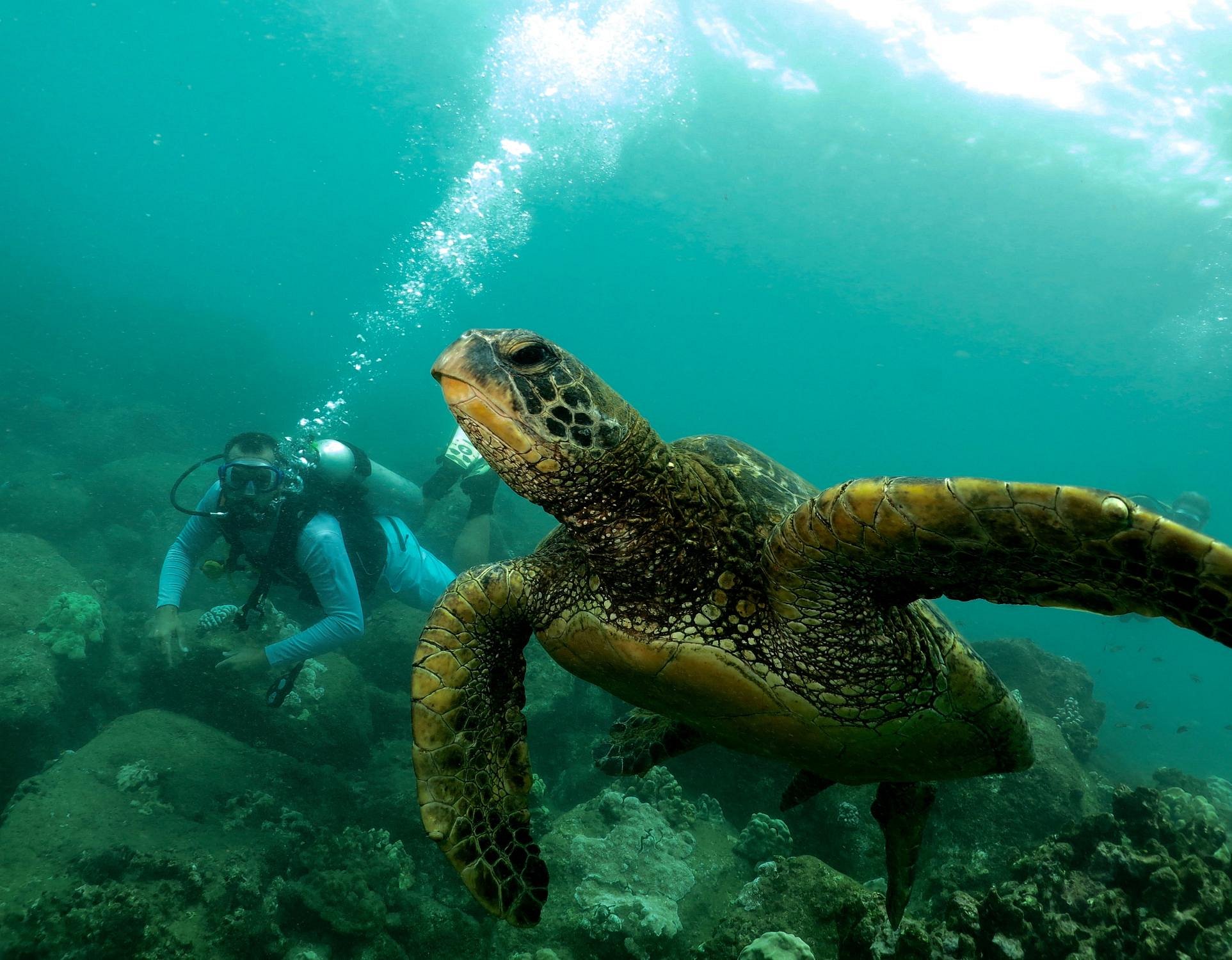Explore Kauai Scuba (Kekaha) All You Need to Know BEFORE You Go