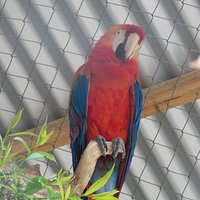 Gran variedad de Animales