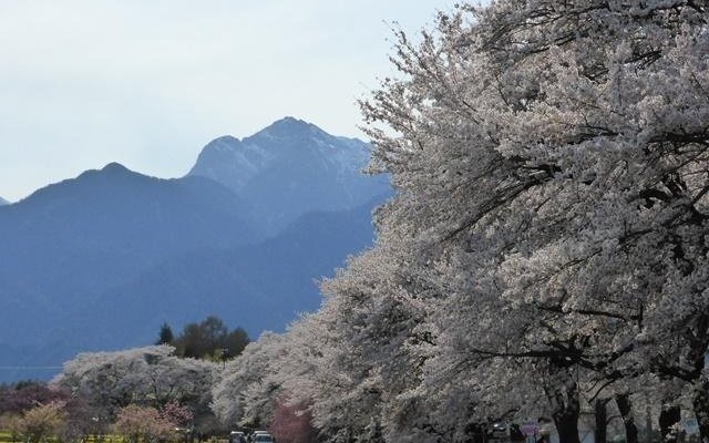 桜並木　後ろには甲斐駒ケ岳