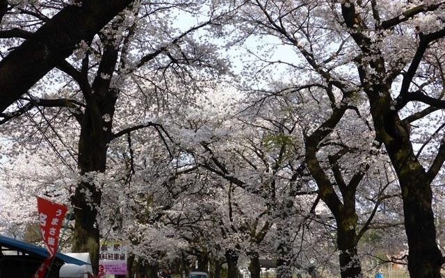 桜並木