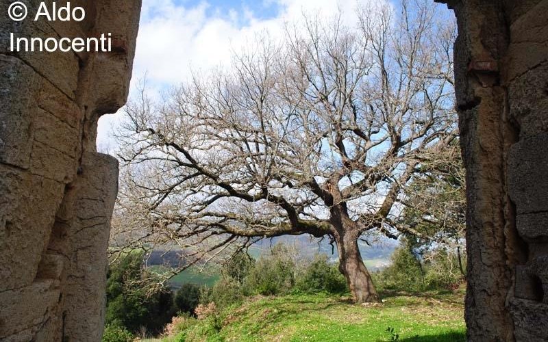 Pieve di San Giovanni Battista: la grande quercia