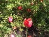 Dianne M