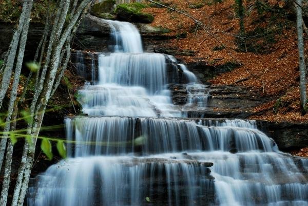 PARCO NAZIONALE DELLE FORESTE CASENTINESI, MONTE FALTERONA E CAMPIGNA  (Pratovecchio): Tutto quello che c'è da sapere