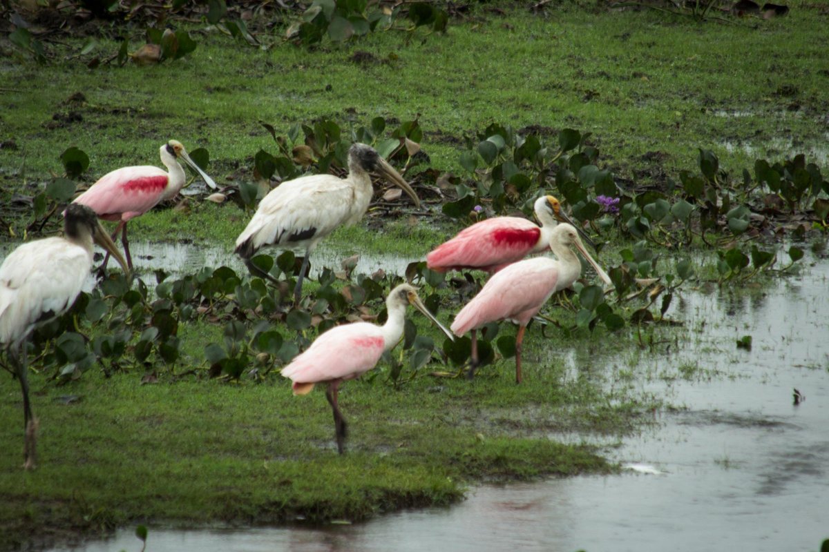 Estrada Parque do Pantanal - All You Need to Know BEFORE You Go (2024)