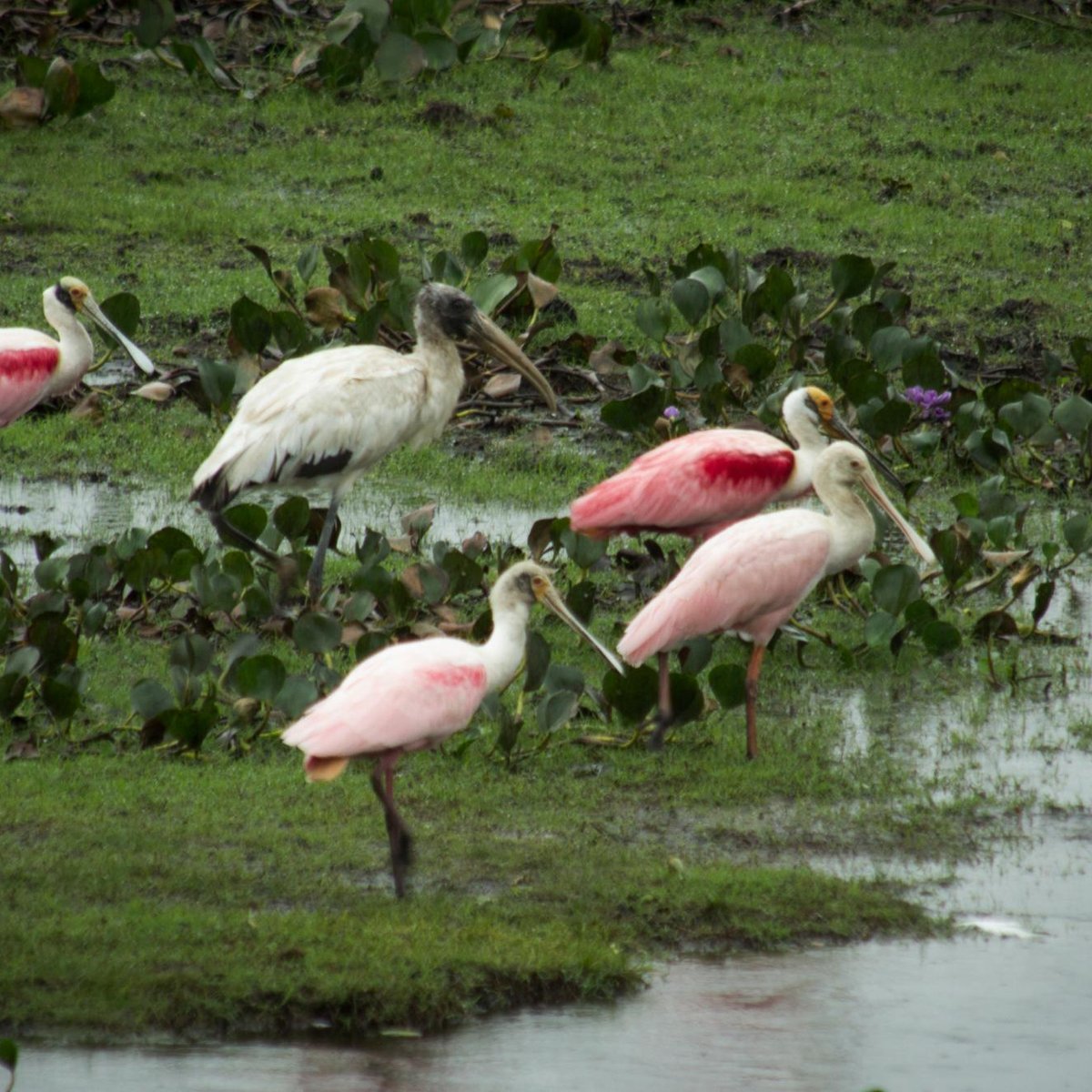 Estrada Parque do Pantanal (Corumba): UPDATED 2021 All You Need to Know