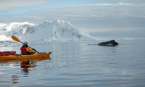 Humpback whale at Cuverville Island