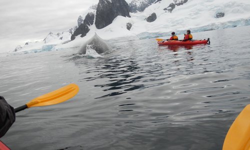 Close encounter of humpback whale at Cuverville Island