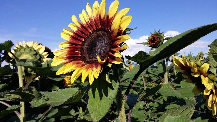 Beautiful sunflowers!