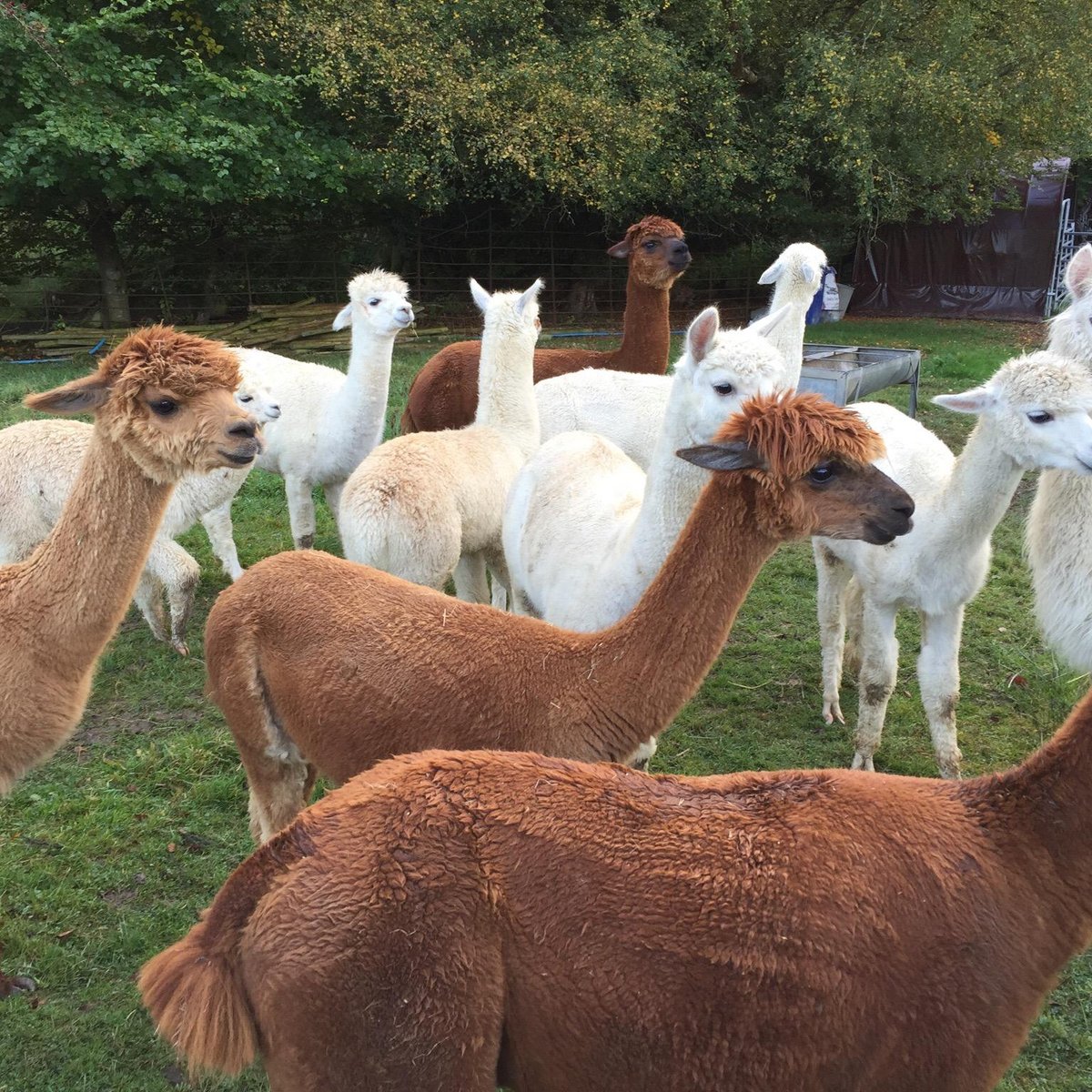 ALPACALY EVER AFTER (2024) All You Need to Know BEFORE You Go (with Photos)