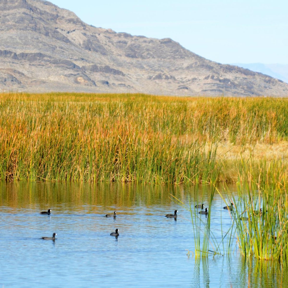 fish-springs-national-wildlife-refuge-dugway-2022-what-to-know