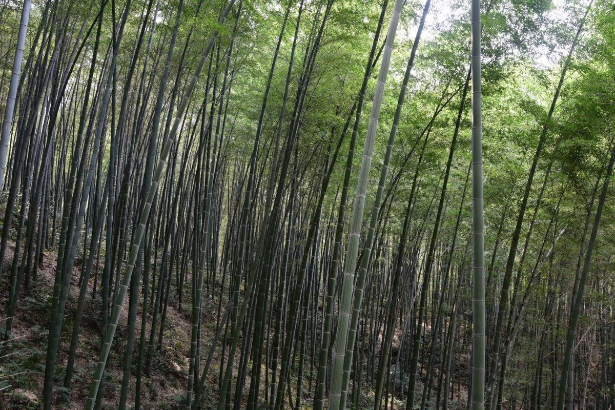 Tea Mountain Bamboo Sea, Чунцин: лучшие советы перед посещением -  Tripadvisor