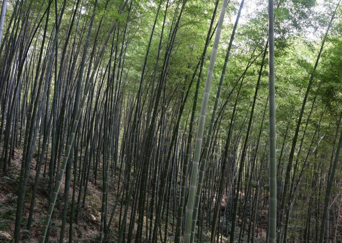 Tea Mountain Bamboo Sea, Чунцин: лучшие советы перед посещением -  Tripadvisor