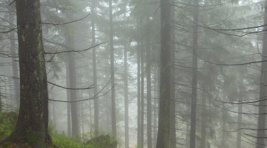Schwarzwald bei Nebel