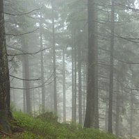 Schwarzwald bei Nebel