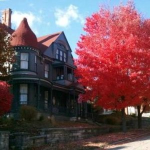 Sugar Maples in late October