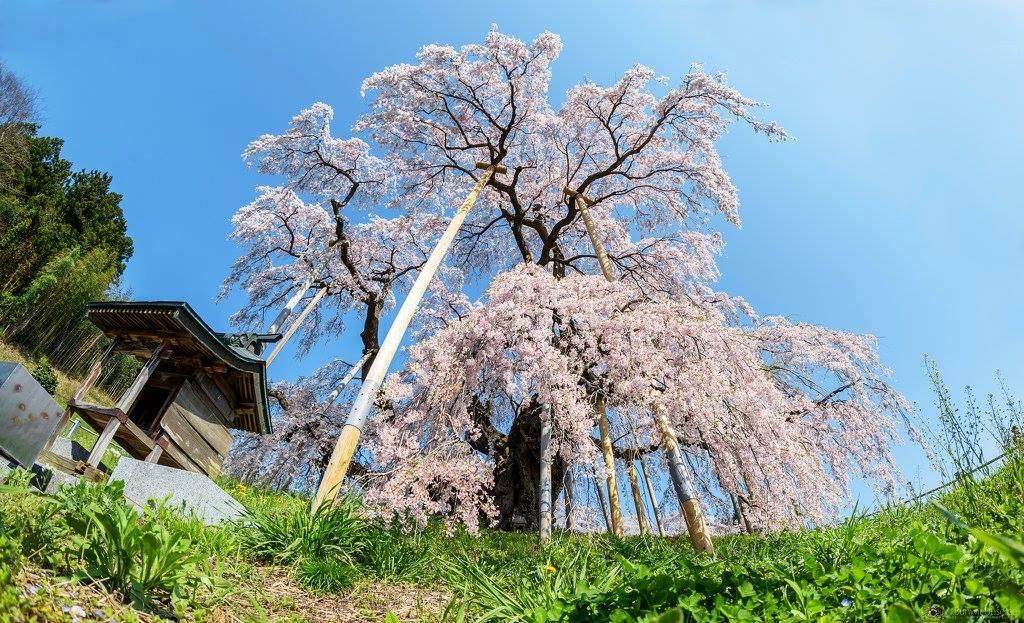 2023年 三春滝桜 - 行く前に！見どころをチェック - トリップアドバイザー