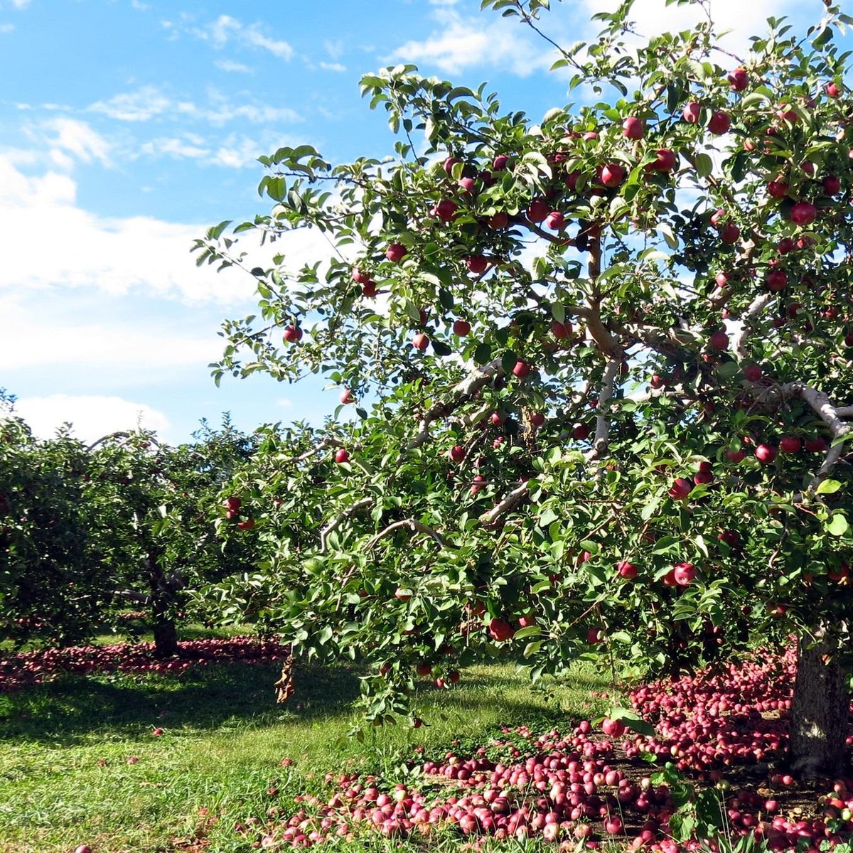 APPLE BARREL ORCHARDS (Penn Yan) - All You Need to Know BEFORE You Go